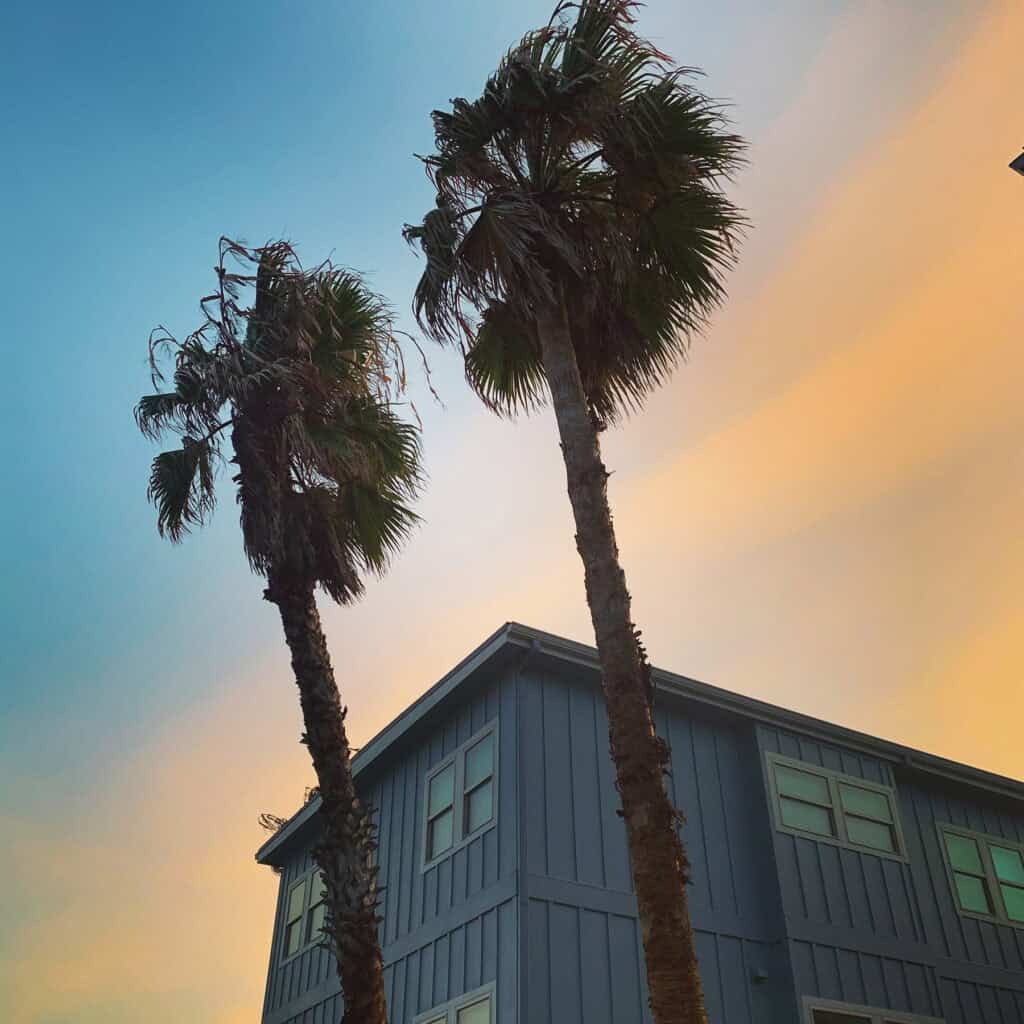 Palm trees at sunset