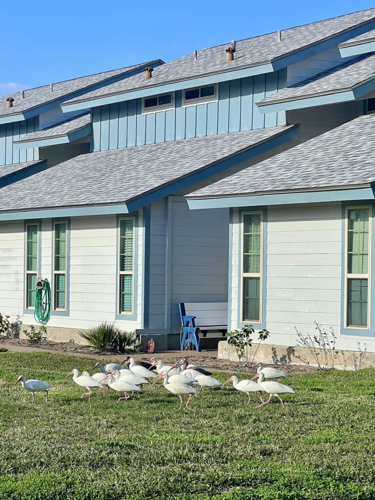 Local wildlife