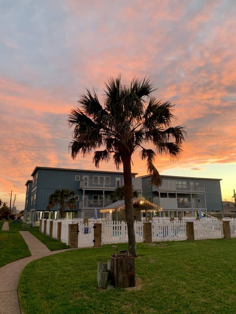 A palm tree at the Island Dunes complex